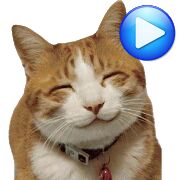 Скачать бесплатно Анимированные WAstickerApps коты и котята Наклейки [Все функции] 5.0 - Русская версия apk на Андроид